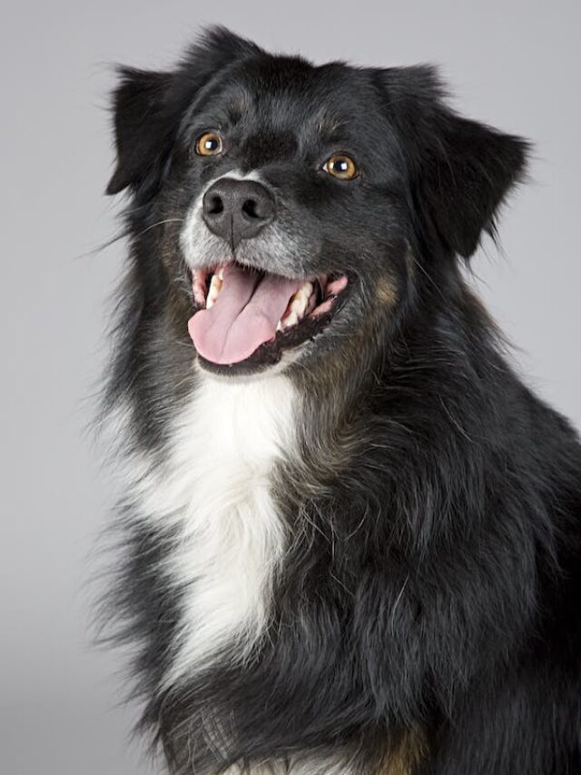 7 incredible and most popular dog breed