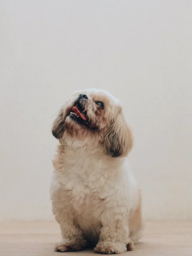 10 most popular toy breed of dog