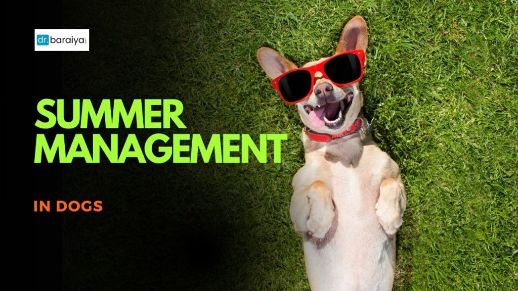 Summer-management-in-dogs