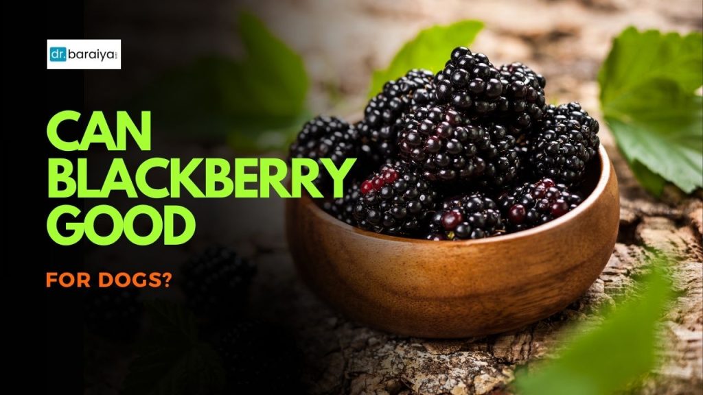 Can blackberry goodfor dogs