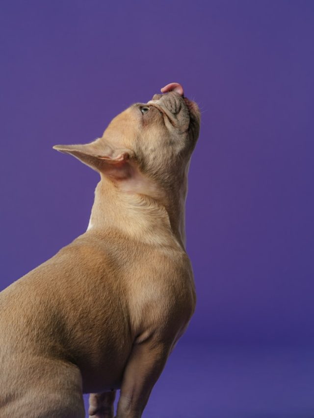 5 Home made dog food