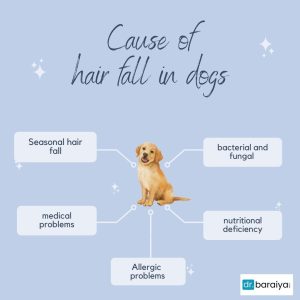 Cause ofhair fall in dogs