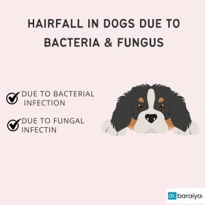 Hair fall in dogs due to bacteria & fungus