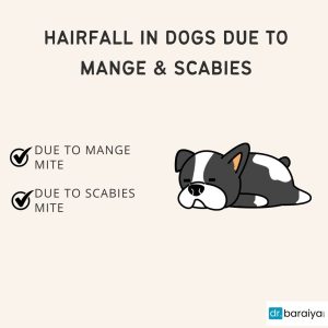 Hair fall in dogs due to mange & scabies