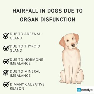 Hairfall in dogs due to organ disfunction