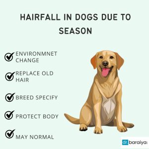 Hair fall in dogs due to season