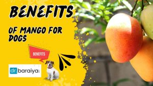 benefits of mango for dogs