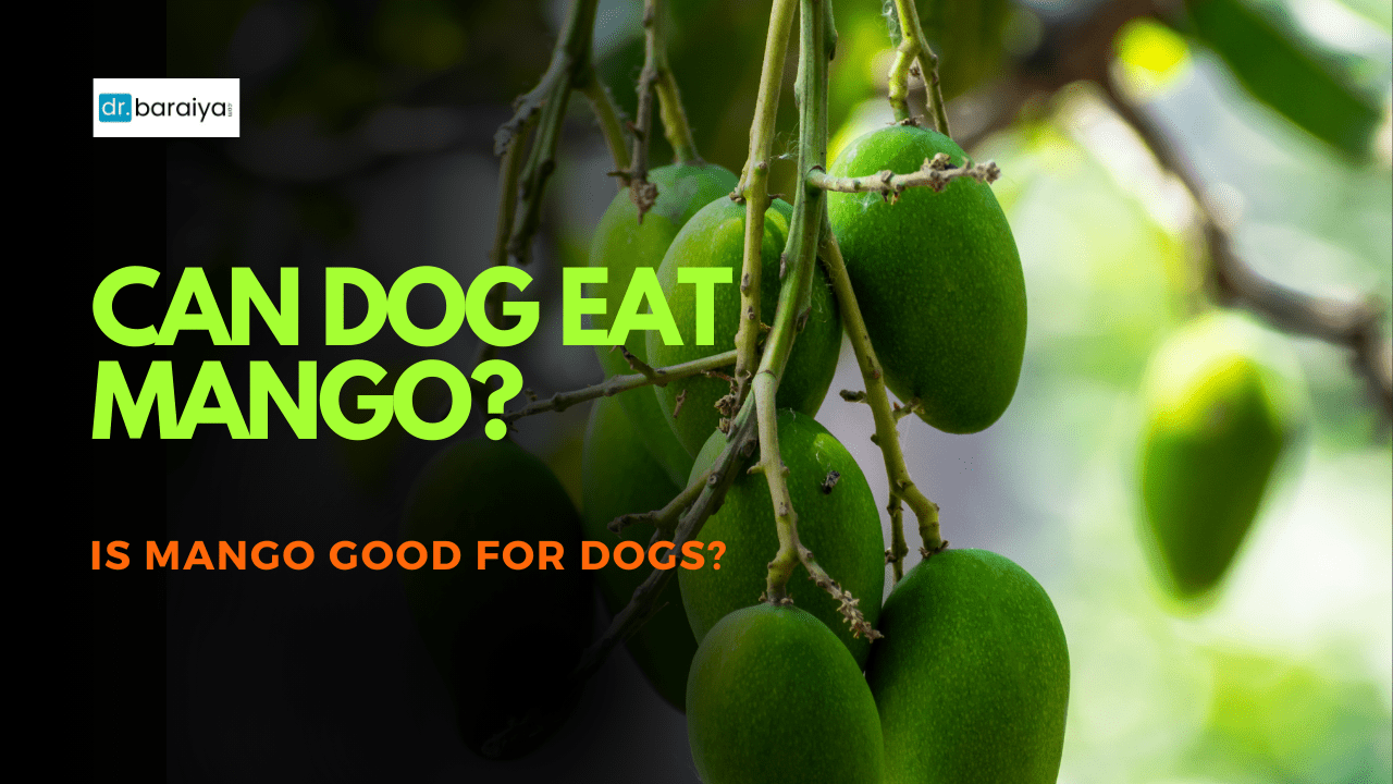 can dog eat mango? is mango good for dog?