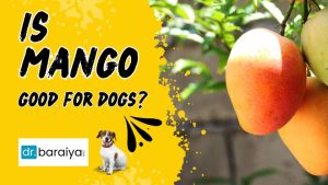 is mango good for dogs