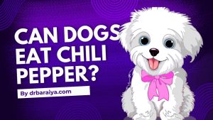 Can Dogs eat Chili? 3 Can dogs eat chili pepper
