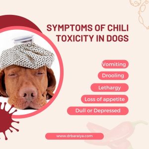 Can Dogs eat Chili? 7 Symptoms of chili toxicity in dogs