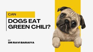Can Dogs eat Chili? 4 can dogs eat green chili