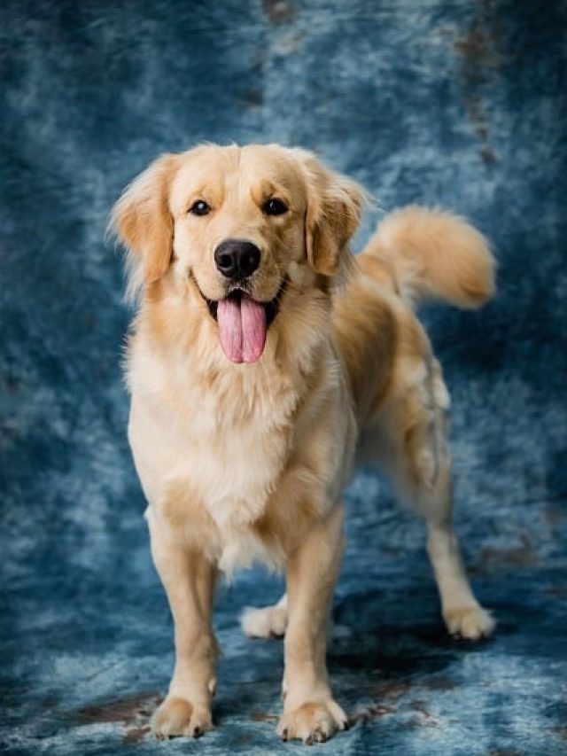 Hair fall reason in dogs
