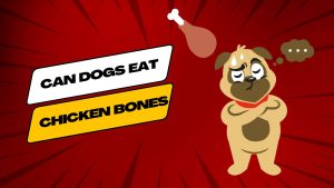 Can dogs eat chicken bone