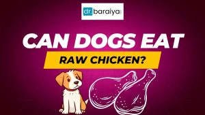 Can dogs eat raw chicken