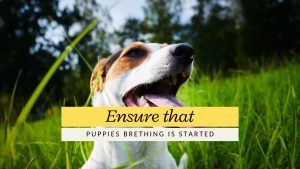 Ensure that puppy breathing started drbaraiya