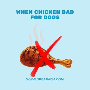 When chicken bad for dogs