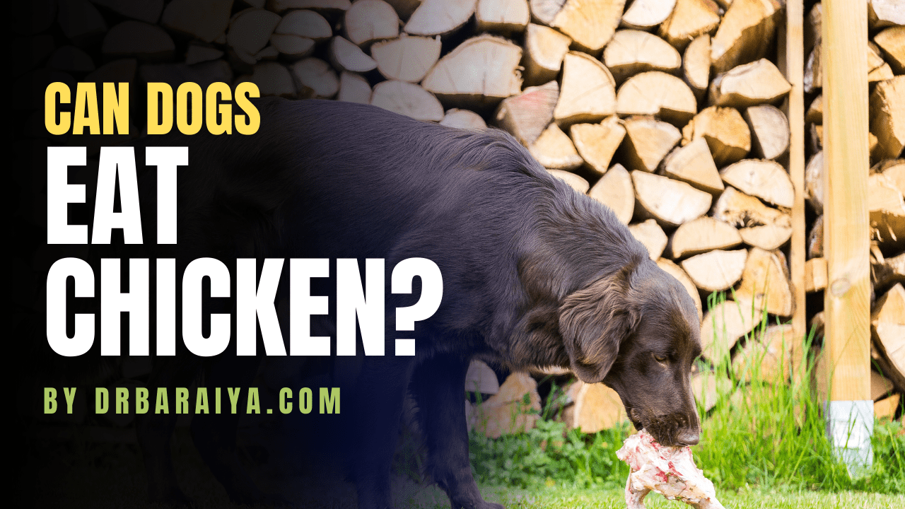 can dogs eat chicken thumbnail