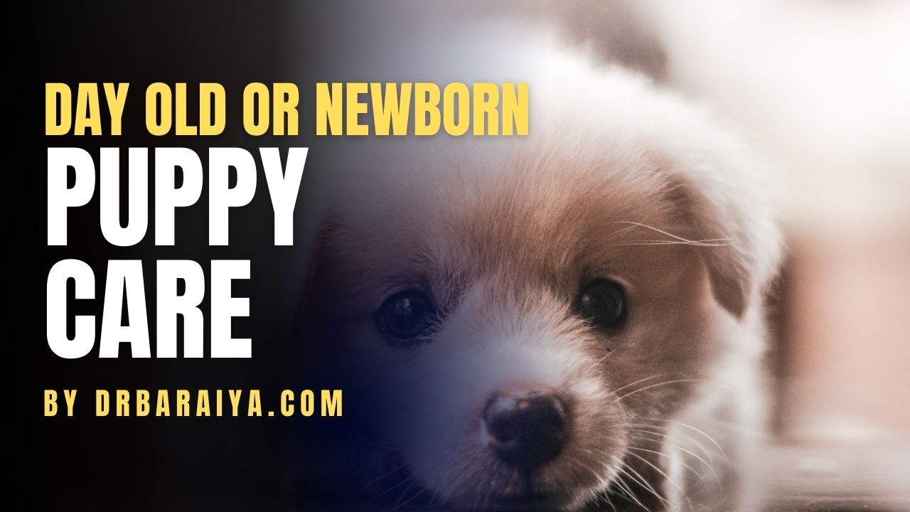 day old or newborn puppy care