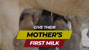 give their mother first milk