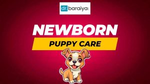 newborn puppy care