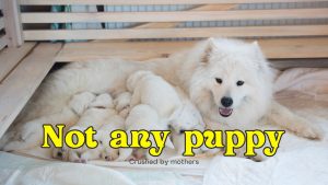 not any puppy crushed by mother