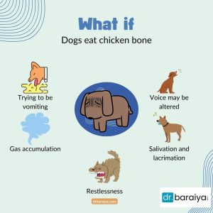 what if dog eat bone