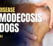 Demodecosis in dogs