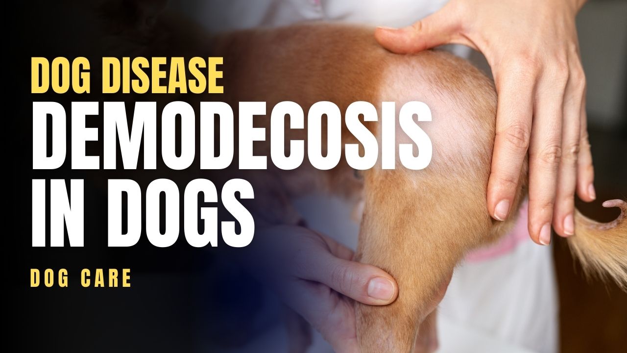 Demodecosis in dogs