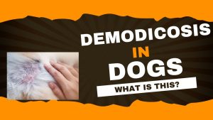 Demodicosis in dogs