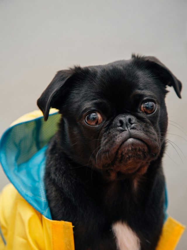 7 most deficiency in dogs