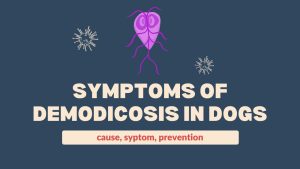 symptoms of demodicosis in dogs