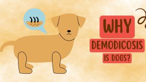 why demodicosis in dogs