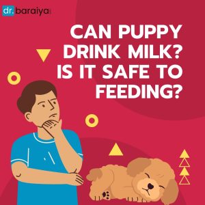 Can puppy drink milk? Is it safe to feeding?