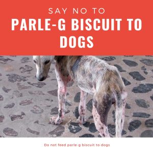 say no to Parle-g biscuit to dogs