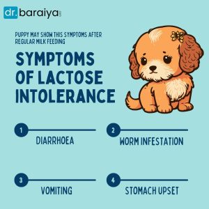 symptoms of lactose intolerance in puppy